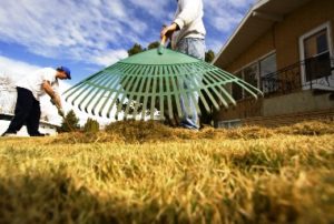 Lawn maintenance